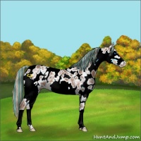 Horse Color:Painted White Spotted Liver Chestnut Ice Splash Frame Appaloosa 