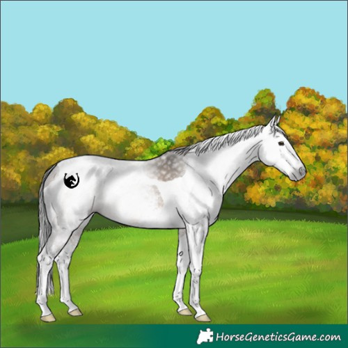 Horse Color:Gray White Spotted Brown Dun Splash Tobiano 