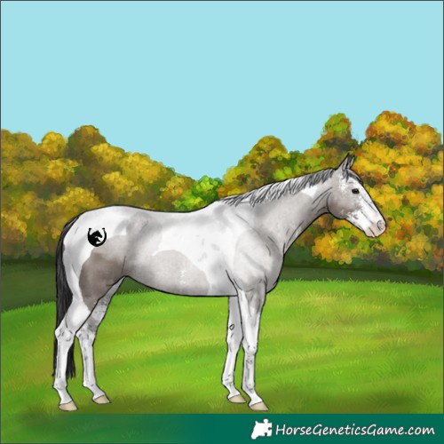 Horse Color:Grullo Sabino Tobiano Rabicano 