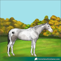 Horse Color:Grullo Sabino Tobiano Rabicano 