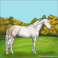 Horse Color:Silver Grullo Pearl Sabino Splash Rabicano 