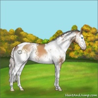 Horse Color:White Spotted Silver Brown Dun Splash Tobiano 