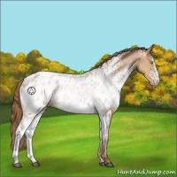 Horse Color:White Spotted Bay Pearl Near Leopard 