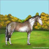 Horse Color:White Spotted Brown Dun Sabino Splash Rabicano 
