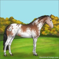 Horse Color:White Spotted Bay Appaloosa 