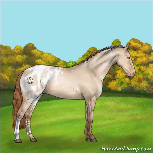Horse Color:White Spotted Bay Pearl Dun Appaloosa