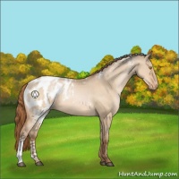 Horse Color:White Spotted Bay Pearl Dun Appaloosa 