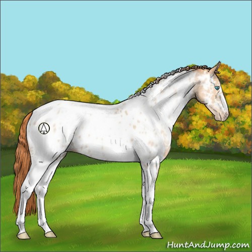 Horse Color:White Spotted Buckskin Pearl Tobiano Appaloosa Rabicano