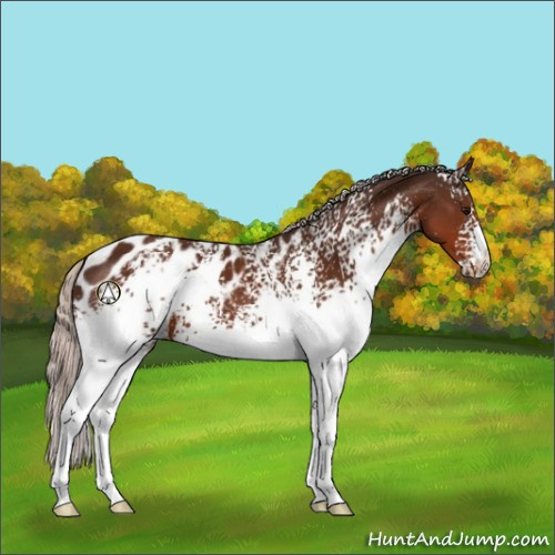 Horse Color:White Spotted Silver Brown Sabino Appaloosa 