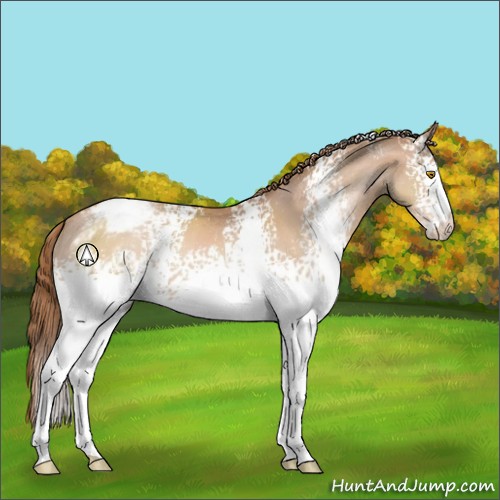 Horse Color:White Spotted Bay Pearl Appaloosa 