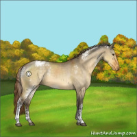 Horse Color:White Spotted Buckskin Dun Sabino Appaloosa 