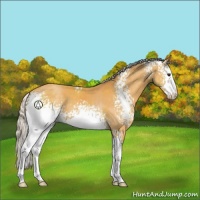 Horse Color:White Spotted Silver Buckskin Varnish 