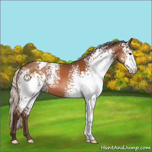 Horse Color:White Spotted Silver Bay Appaloosa 