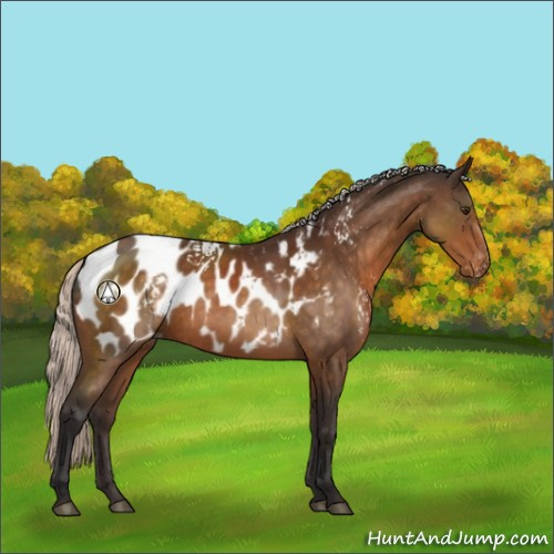 Horse Color:White Spotted Silver Buckskin Sabino Appaloosa