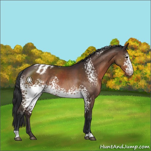 Horse Color:White Spotted Brown Blanket 
