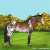 Horse Color:White Spotted Brown Blanket 