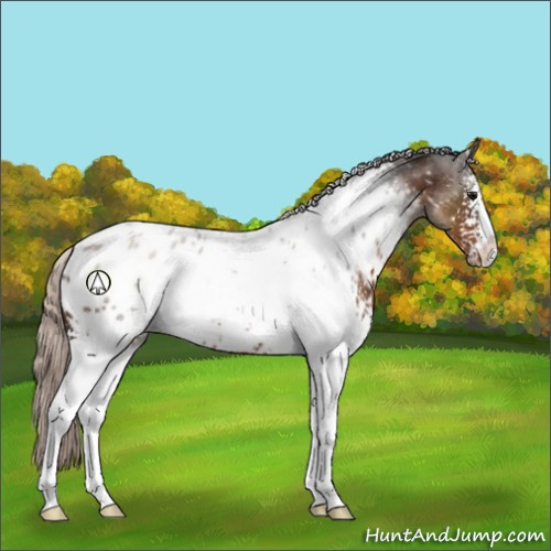 Horse Color:White Spotted Silver Brown Sabino Appaloosa 