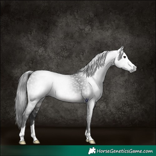 Horse Color:Gray Platinum Buckskin 