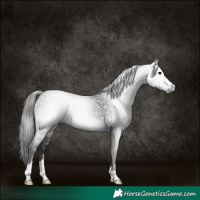 Horse Color:Gray Platinum Buckskin 