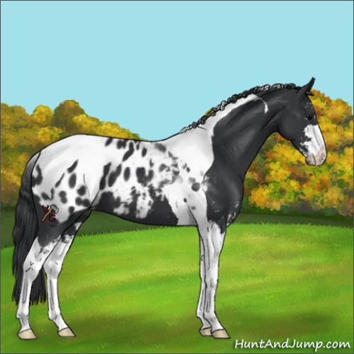 Horse Color:Black Sabino Tobiano Appaloosa 