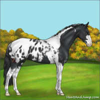 Horse Color:Black Sabino Tobiano Appaloosa 