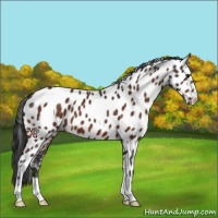 Horse Color:Brown Appaloosa 