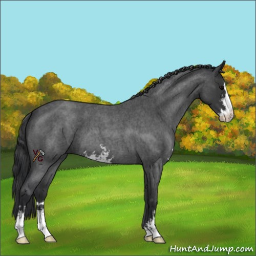 Horse Color:Blue Roan Sabino 