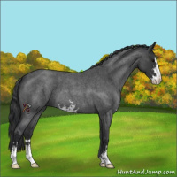 Horse Color:Blue Roan Sabino 