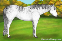 Horse Color:Gray White Spotted Black  and Gray White Spotted Black 