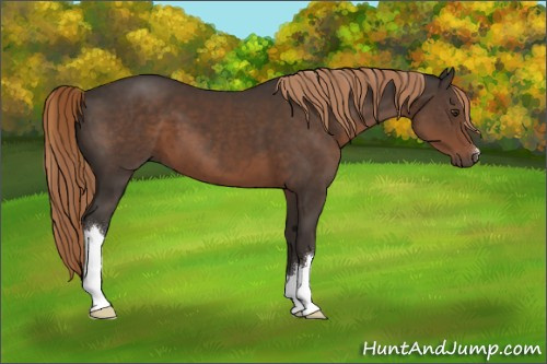 Horse Color:Liver Chestnut 