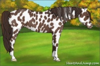 Horse Color:Liver Chestnut Appaloosa 