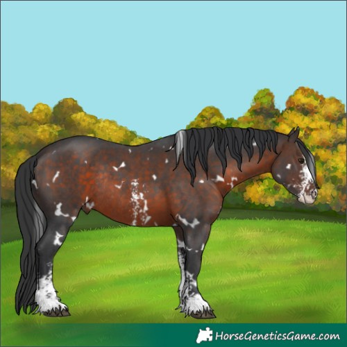 Horse Color:White Spotted Brown Sabino Rabicano 