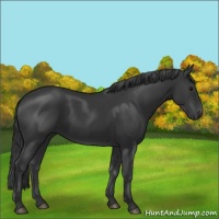 Horse Color:Black 