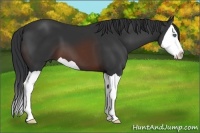 Horse Color:Brown Splash