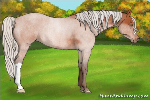 Horse Color:Silver Bay Roan 