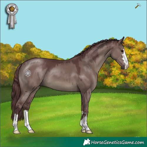 Horse Color:Chocolate Grullo 