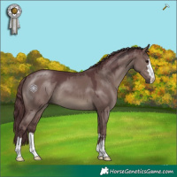 Horse Color:Chocolate Grullo 