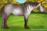 Horse Color:Gray Chestnut 