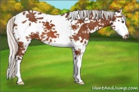 Horse Color:White Spotted Silver Bay Splash Tobiano