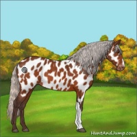 Horse Color:Silver Brown Appaloosa 