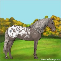 Horse Color:Silver Blue Roan Appaloosa 