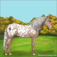 Horse Color:Silver Classic Champagne Appaloosa 