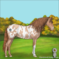 Horse Color:Gold Champagne Roan Appaloosa