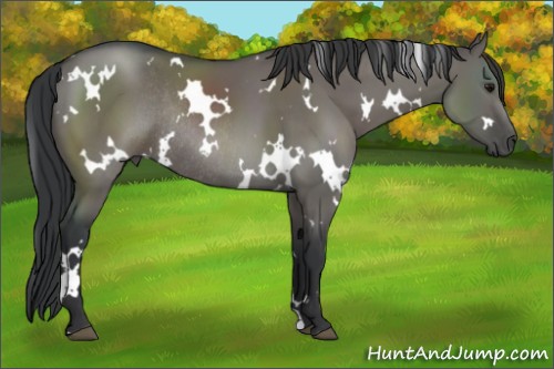 Horse Color:White Spotted Grullo Rabicano 