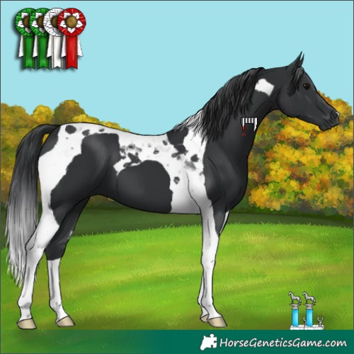 Horse Color:Black Tobiano 