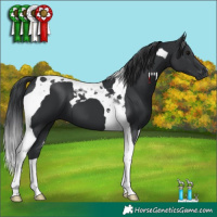 Horse Color:Black Tobiano