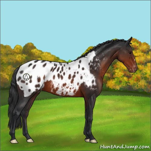 Horse Color:Brown Appaloosa
