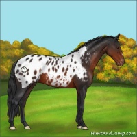 Horse Color:Brown Appaloosa 