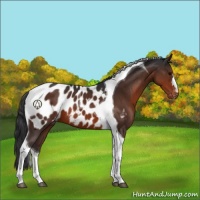 Horse Color:Brown Tobiano Appaloosa 
