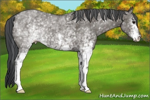 Horse Color:Unknown 